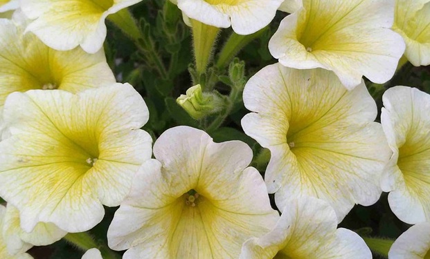 1632900883385701.jpg image.jpg