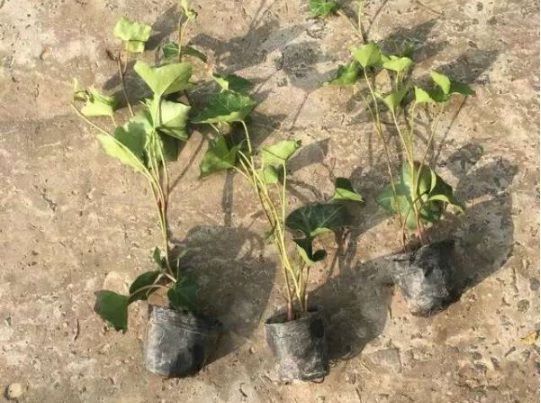 1632900915213535.jpg image.jpg