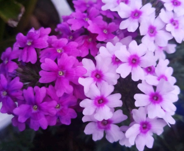 1632901155647395.jpg image.jpg