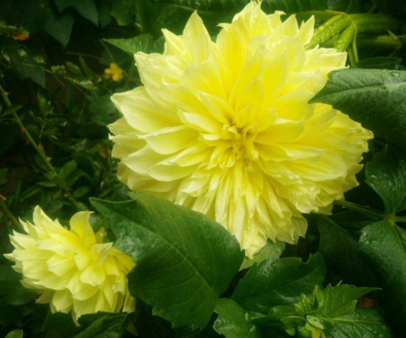 1632901220567414.jpg image.jpg