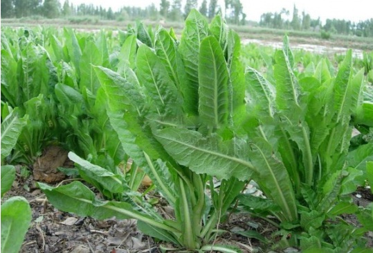 1632901800329487.jpg image.jpg