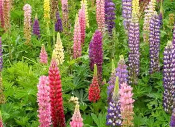 1632902088164871.jpg 魯冰花2.jpg