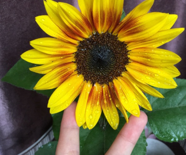 1632904393591027.jpg image.jpg