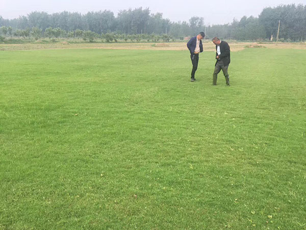 果嶺草草坪圖片 果嶺草草坪圖片