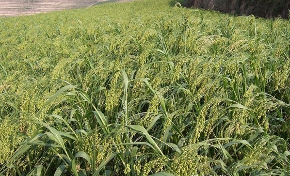 1632913948889497.jpg 圖片.jpg