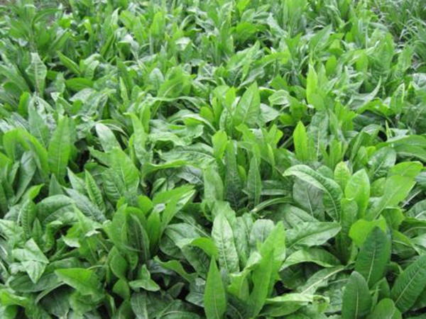 菊苣圖片 菊苣圖片