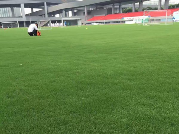 狗牙根草坪球場綠化 狗牙根草坪球場綠化