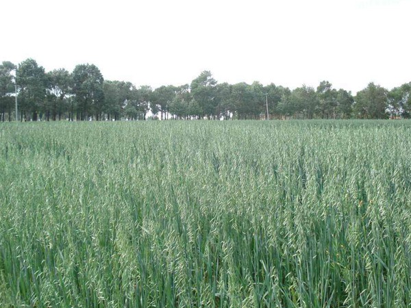 燕麥圖片 燕麥圖片