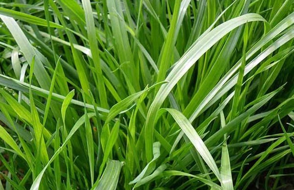 1632962331749932.jpg image.jpg