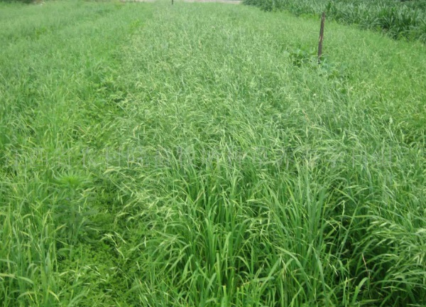 1632962787526535.jpg image.jpg