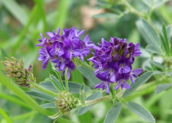 1632962907769289.jpg image.jpg