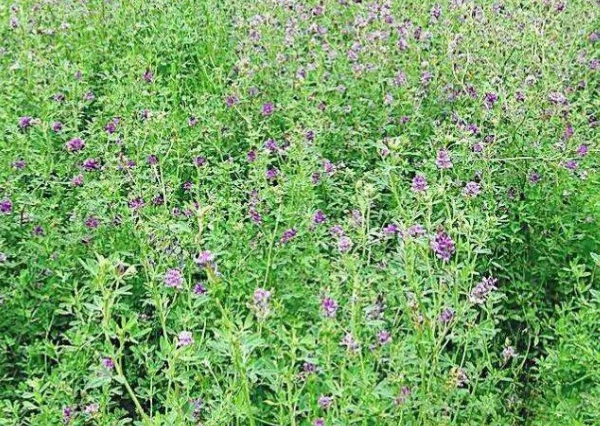 1632963766249461.jpg image.jpg