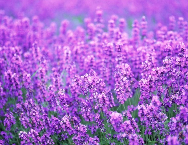 1632964106162592.jpg image.jpg