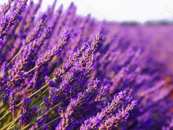 1632964123746521.jpg image.jpg