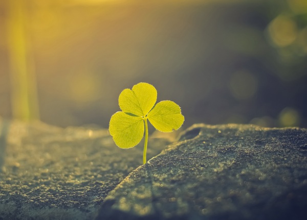 1632964322338700.jpg image.jpg