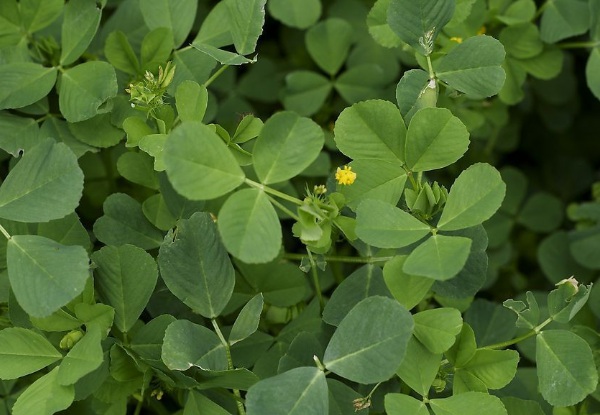 1632965015891669.jpg image.jpg