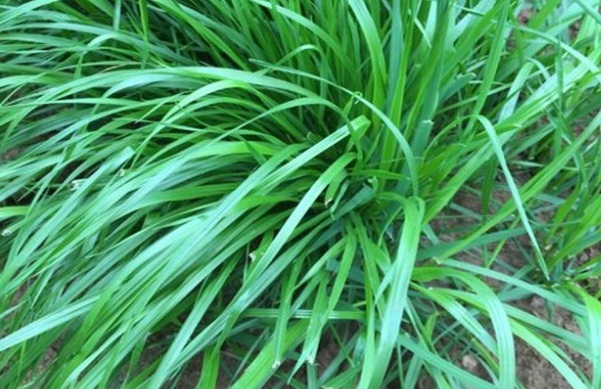 1632965096752741.jpg image.jpg