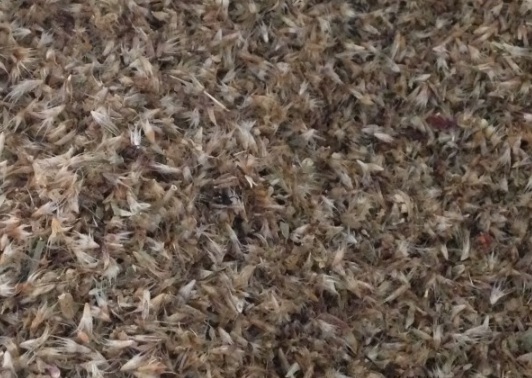 1632975060306172.jpg image.jpg