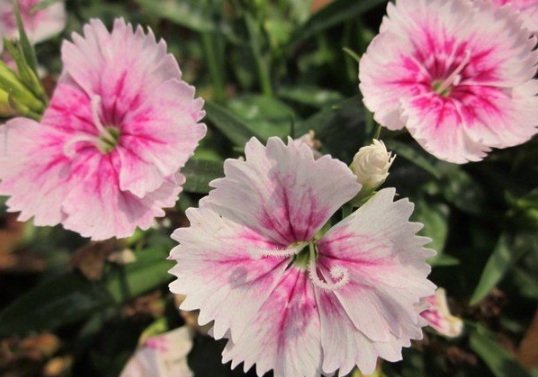 1632979260483539.jpg image.jpg