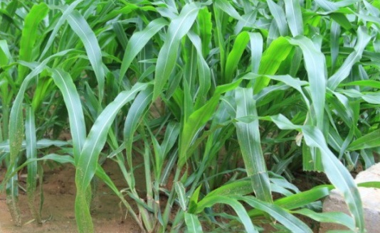 1632979339632943.jpg image.jpg