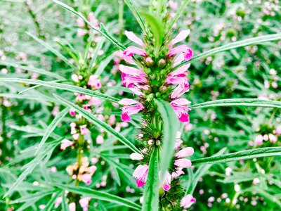 1632988504617326.jpg 1632988504617326.jpg