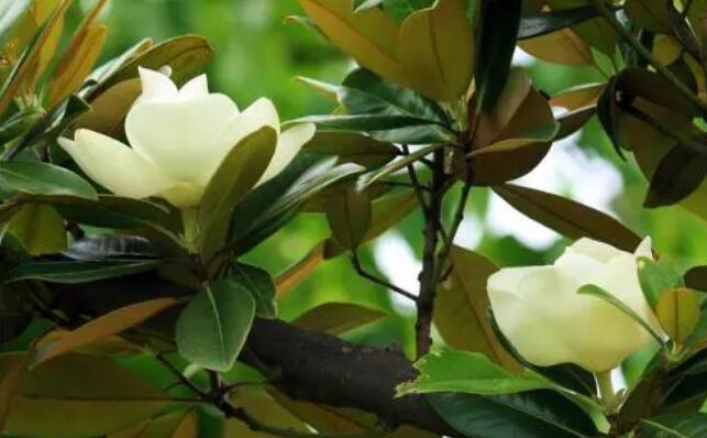 1633339584631219.jpg 1633339584631219.jpg