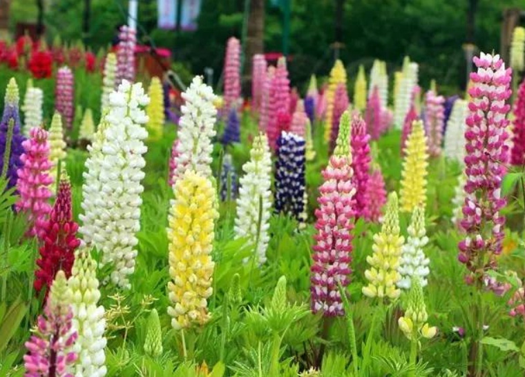 1633508936754627.jpg 魯冰花22.jpg