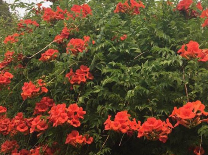 1633510980555847.jpg 美國(guó)凌霄11111.jpg