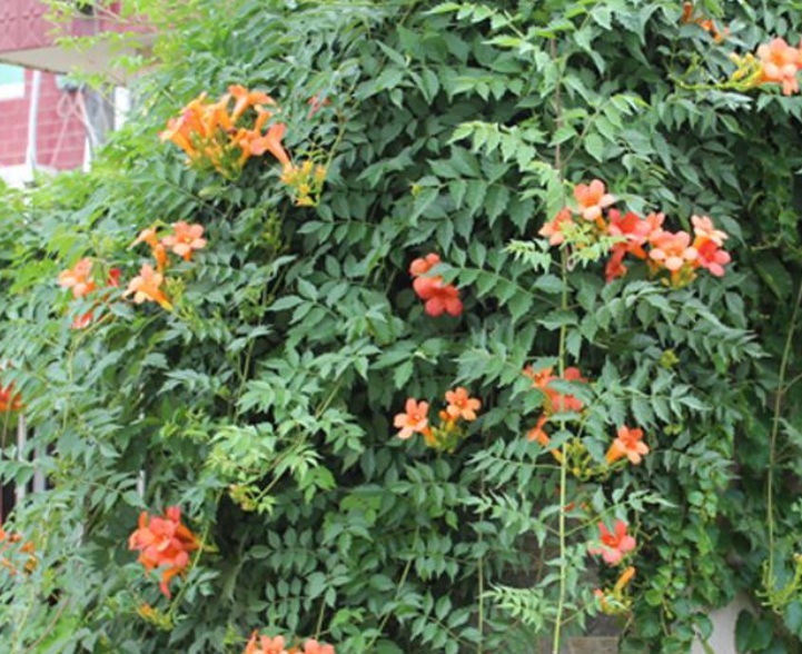 1633510996391377.jpg 美國(guó)凌霄22222.jpg