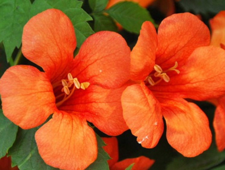 1633511007270596.jpg 美國(guó)凌霄333333.jpg