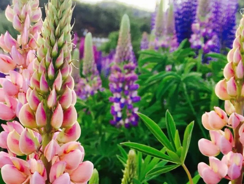 1633511166292729.jpg 魯冰花666666666666666.jpg