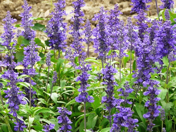 林蔭鼠尾草 林蔭鼠尾草