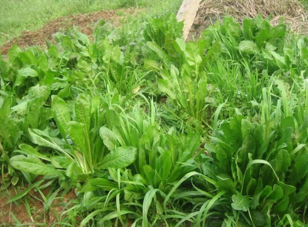 1633660924928431.jpg image.jpg