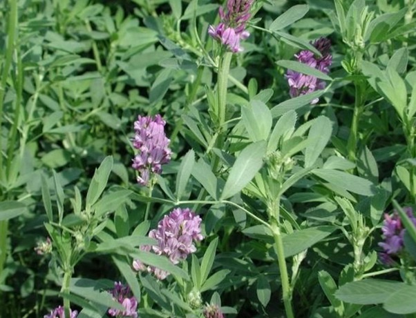 1633661739408099.jpg image.jpg