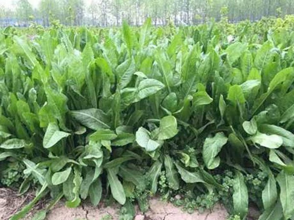 1633661849235519.jpg image.jpg