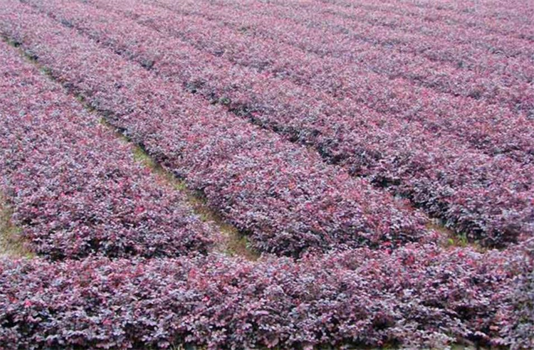紅花繼木 紅花繼木