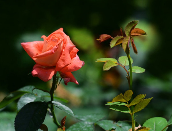 1633763262175803.jpg image.jpg