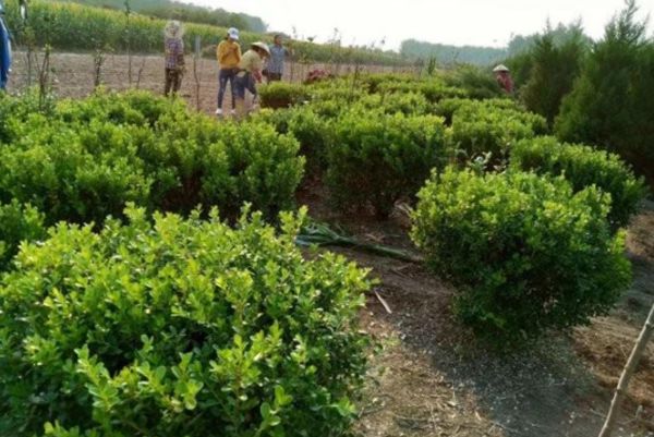 瓜子黃楊 瓜子黃楊