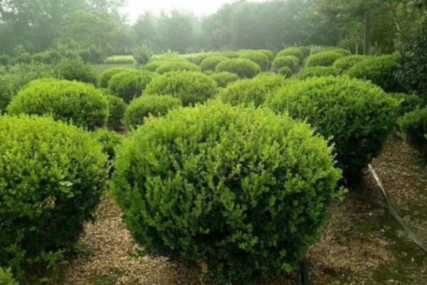 瓜子黃楊 瓜子黃楊