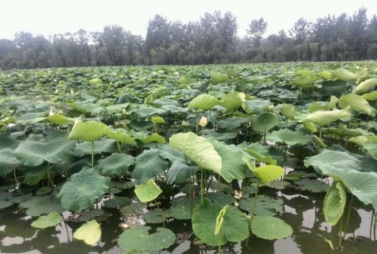 1634104490417784.jpg image.jpg