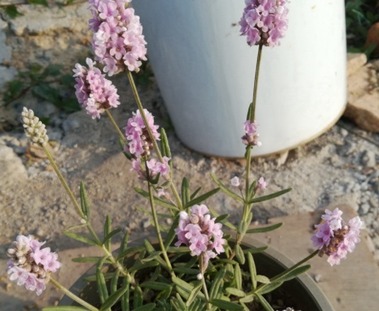 1634109480862448.jpg image.jpg