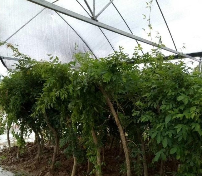 1634117443989239.jpg 圖片.jpg