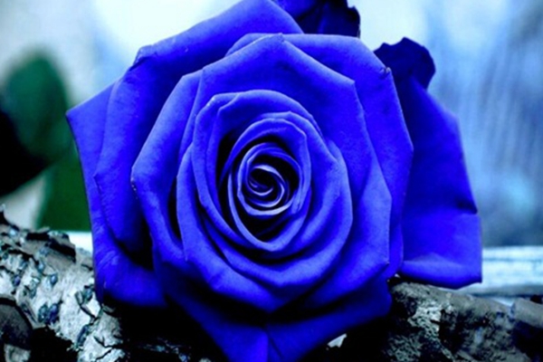 1609724614184345.jpg 1609724614184345.jpg