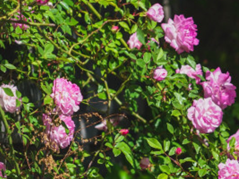 1610939247218469.jpg 1610938764647641.jpg