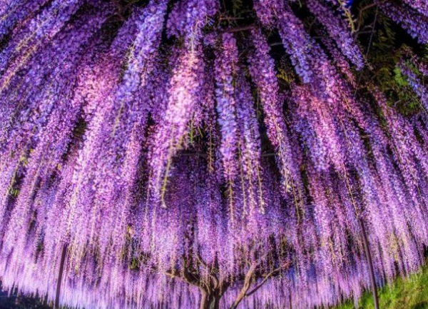 1634359259451352.jpg image.jpg