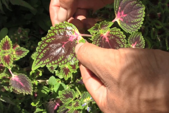 1634360352152704.jpg image.jpg