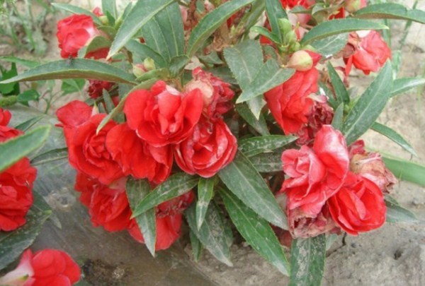 1576381740861545.jpg 1.jpg