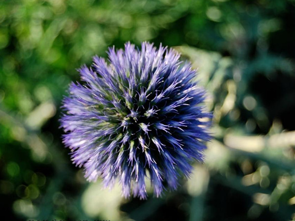 藍(lán)色絨球 藍(lán)色絨球