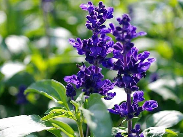 鼠尾草種植至開花需要多久 鼠尾草種植至開花需要多久