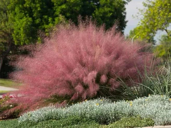 粉黛亂子草開花要求 粉黛亂子草開花要求